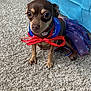 Resses joined the competition — help win amazing prizes! dog, small_dog, brown_dog, carpet, indoor, blue_couch, dog_clothing, ribbon, bow, tutu, pet, cute, animal, sitting, portrait, expressive_eyes, decor, furniture, home, curious