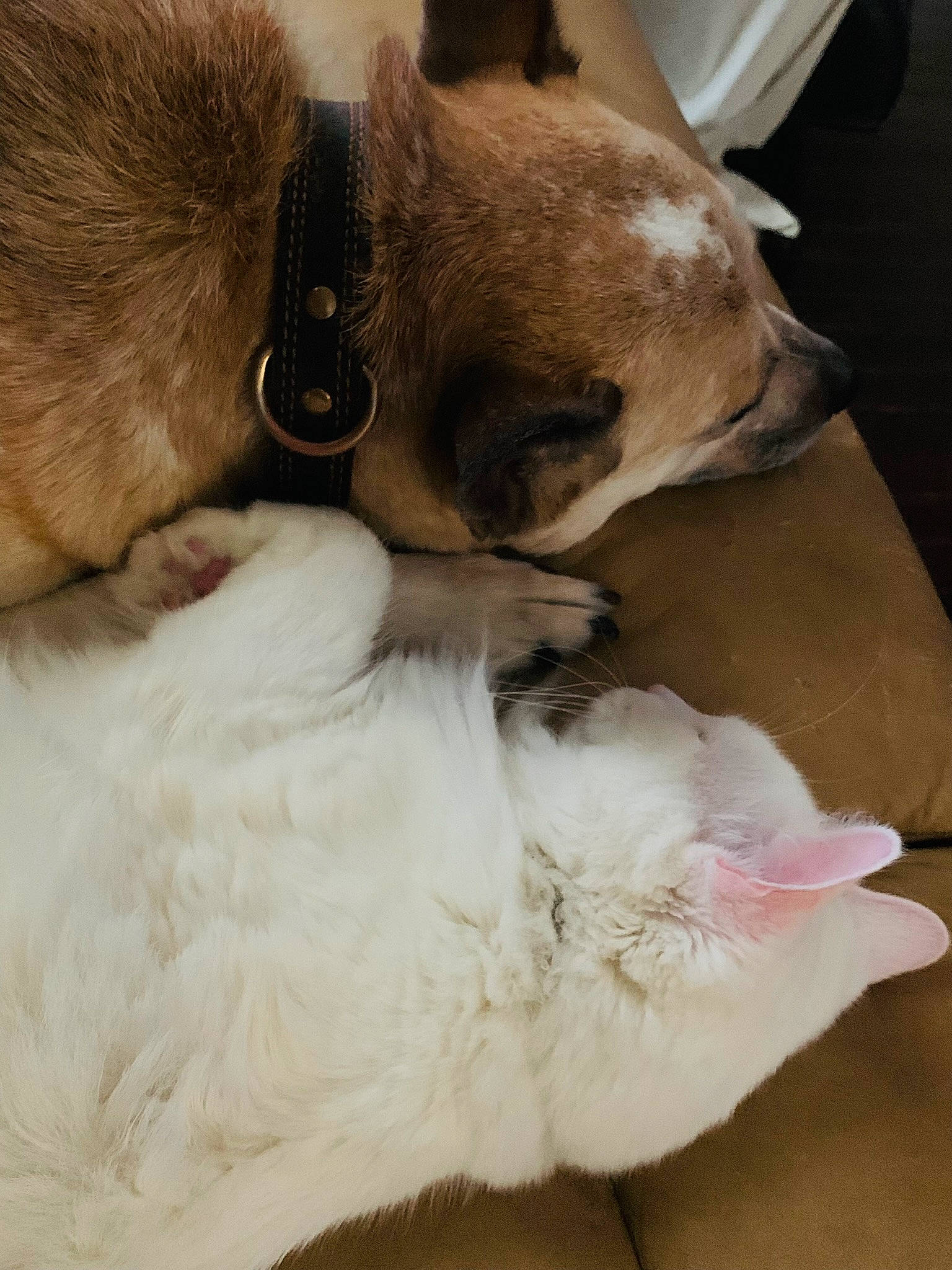 Khaleesi is registered to the contest to win money with this photo: bed, canidae, carnivore, collar, comfort, companion_dog, dog, dog_breed, ear, fawn, felidae, fur, nap, paw, small_to_medium_sized_cats, snout, sporting_group, toy_dog, whiskers, working_animal