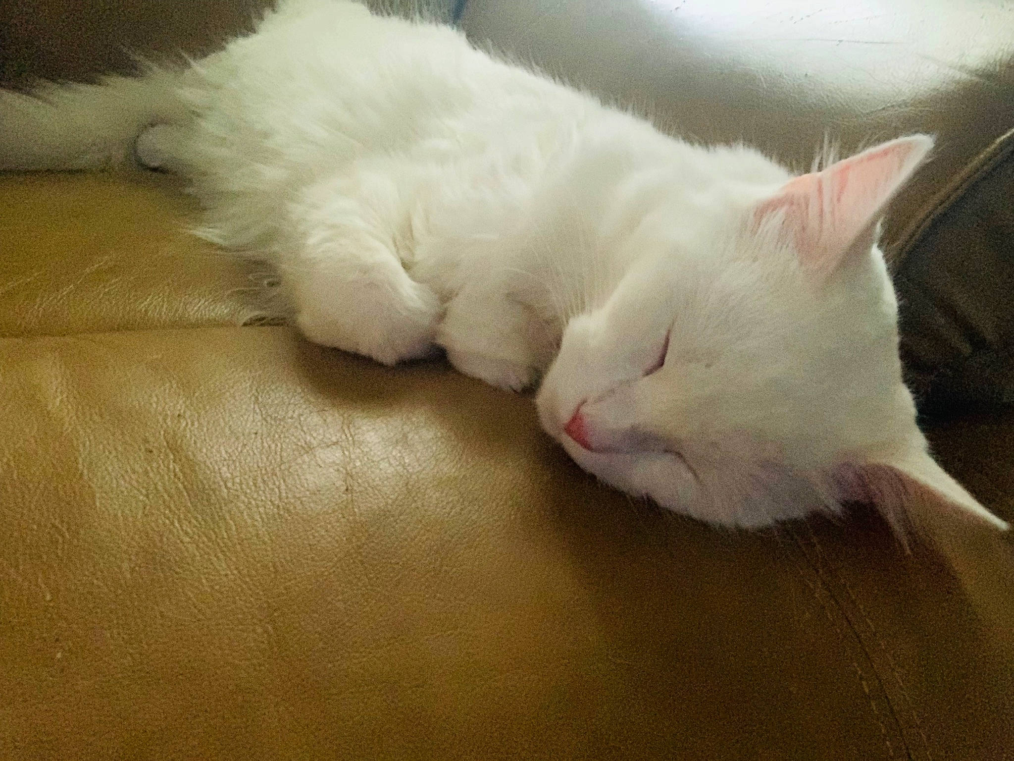 Khaleesi is registered to the contest to win money with this photo: carnivore, cat, claw, comfort, domestic_short_haired_cat, felidae, flooring, fur, hardwood, nap, paw, small_to_medium_sized_cats, snout, tail, whiskers, wood