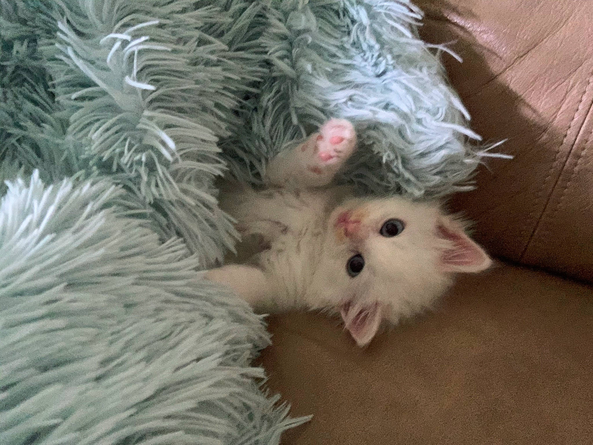 Khaleesi is registered to the contest to win money with this photo: carnivore, cat, christmas_tree, claw, comfort, conifer, event, fawn, felidae, fur, natural_material, paw, small_to_medium_sized_cats, snout, tail, whiskers