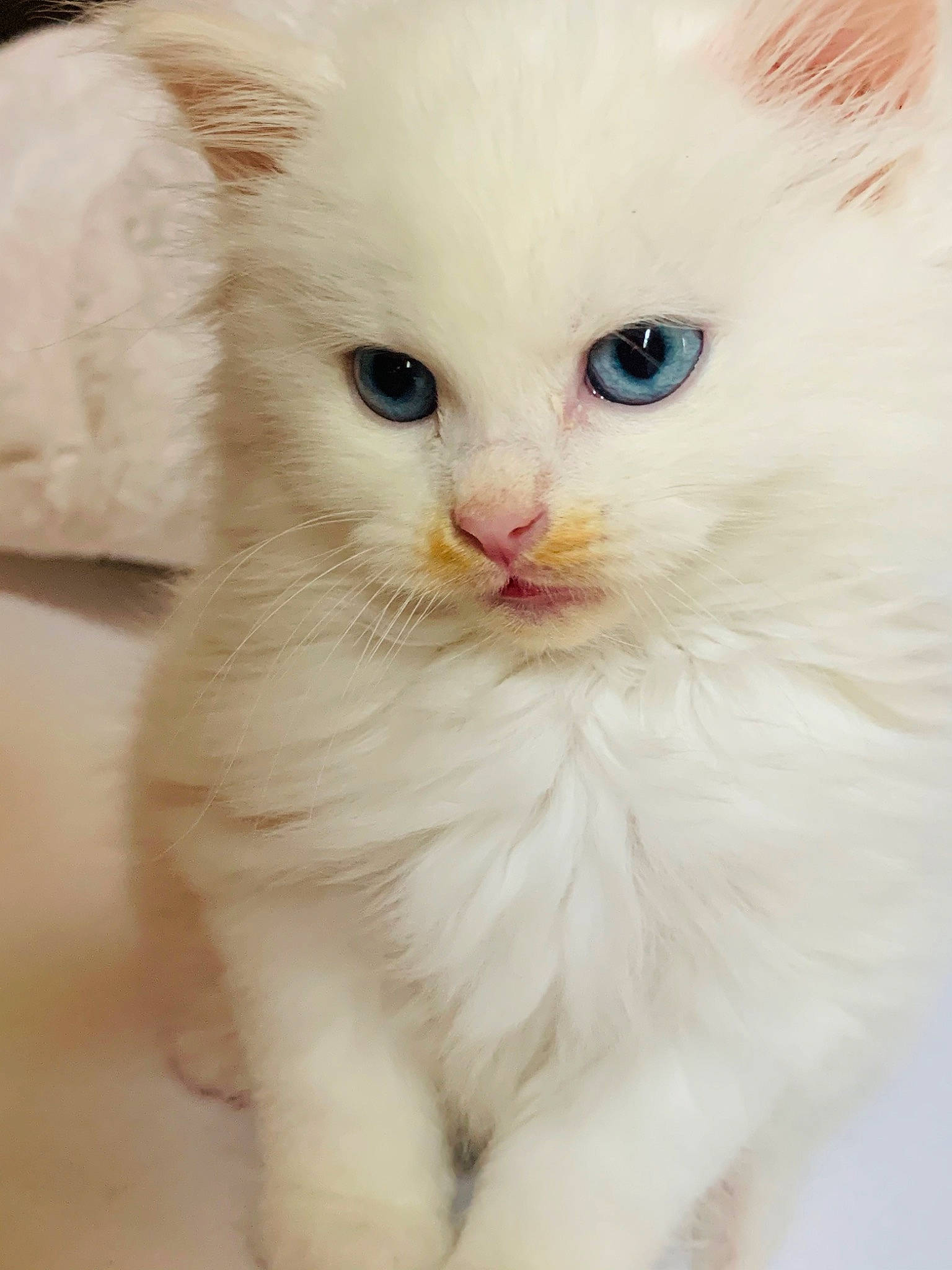 Khaleesi joined the competition — help win amazing prizes! british_longhair, carnivore, cat, claw, comfort, felidae, fur, paw, small_to_medium_sized_cats, snout, whiskers