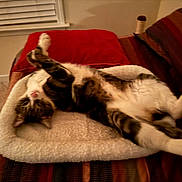 Yoshi joined the competition — help win amazing prizes! animal, bed, carpet, cat, cozy, fluffy, furniture, furry, home, indoor, pet, pillow, relaxed, resting, sleepy, stretching, striped_blanket, tabby, white_fur, window