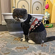 Juniper joined the competition — help win amazing prizes! cat, sweater, pet_clothing, indoor, carpet, furniture, container, gray_cat, white_paws, yellow_eyes, whiskers, household, decor, plastic_bin, cabinet, floor, cozy, animal, mammal, expression