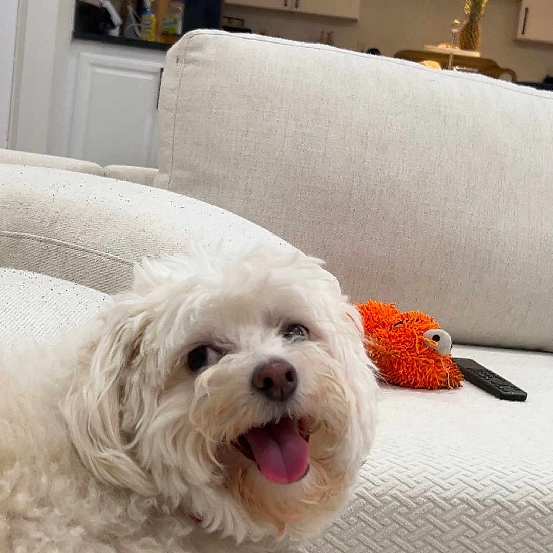 Coco