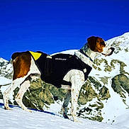 Snoop'Aventurier participe au concours pour gagner de l'argent avec cette photo : dog, snow, mountain, outdoor, blue_sky, harness, winter, animal, pet, nature, landscape, adventure, canine, standing, cold, scenery, rocky, white, fur, daytime