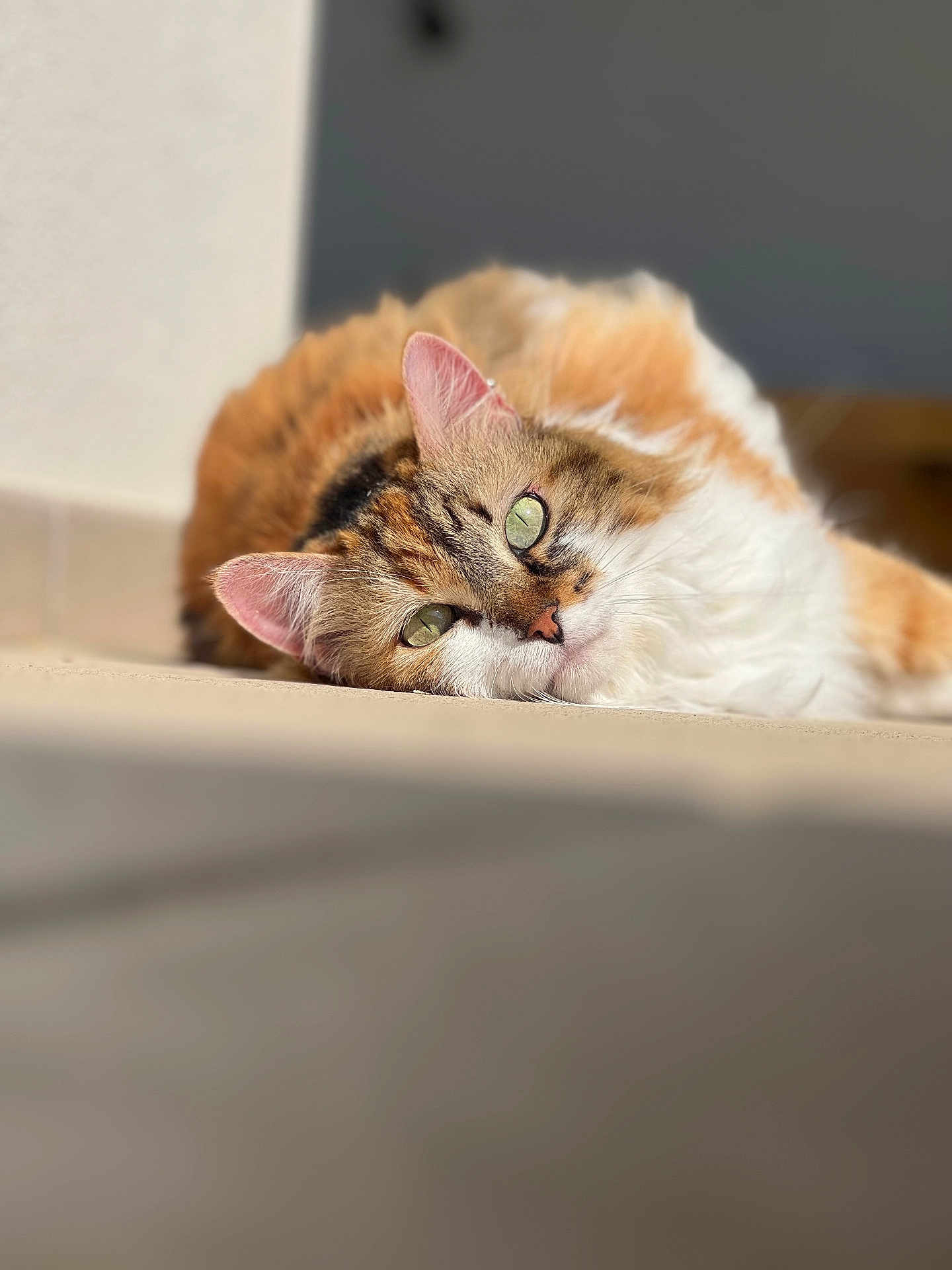 Nala a rejoint le concours — aidez-le/la à gagner de superbes lots ! abyssinian, angora, animal, cat, hardwood, kitten, manx, person, pet, siamese, sleeping, wood