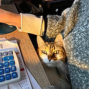 Nala a rejoint le concours — aidez-le/la à gagner de superbes lots ! cat, feline, pet, fluffy_fur, golden_eyes, desk, calculator, papers, sweater, cozy, human_arm, mug, printer, radiator, wood_table, sunlight, close_up, knit_texture, collar, indoor