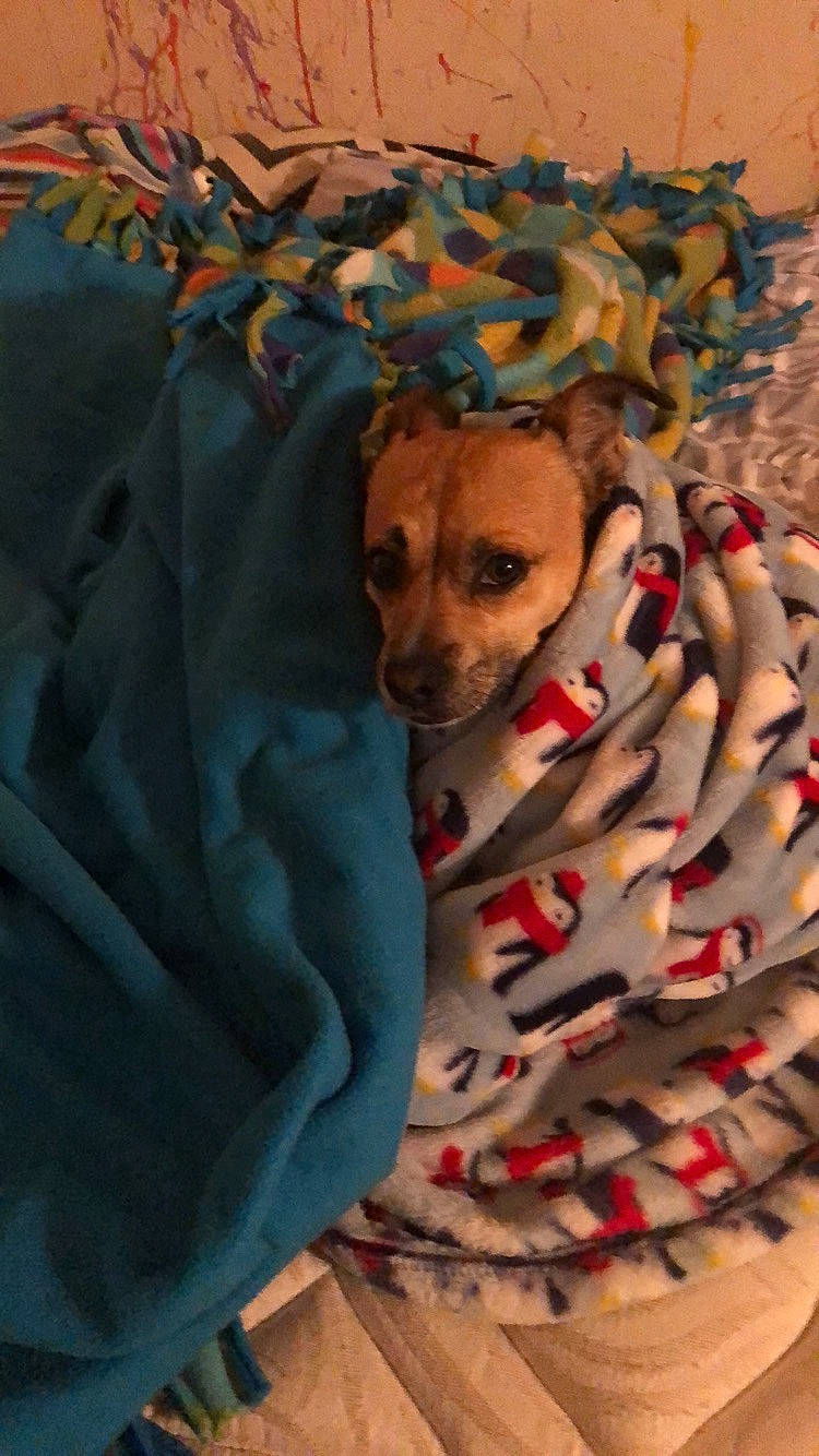 Buster is registered to the contest to win money with this photo: canidae, carnivore, companion_dog, dog, dog_breed, fawn, textile, tree