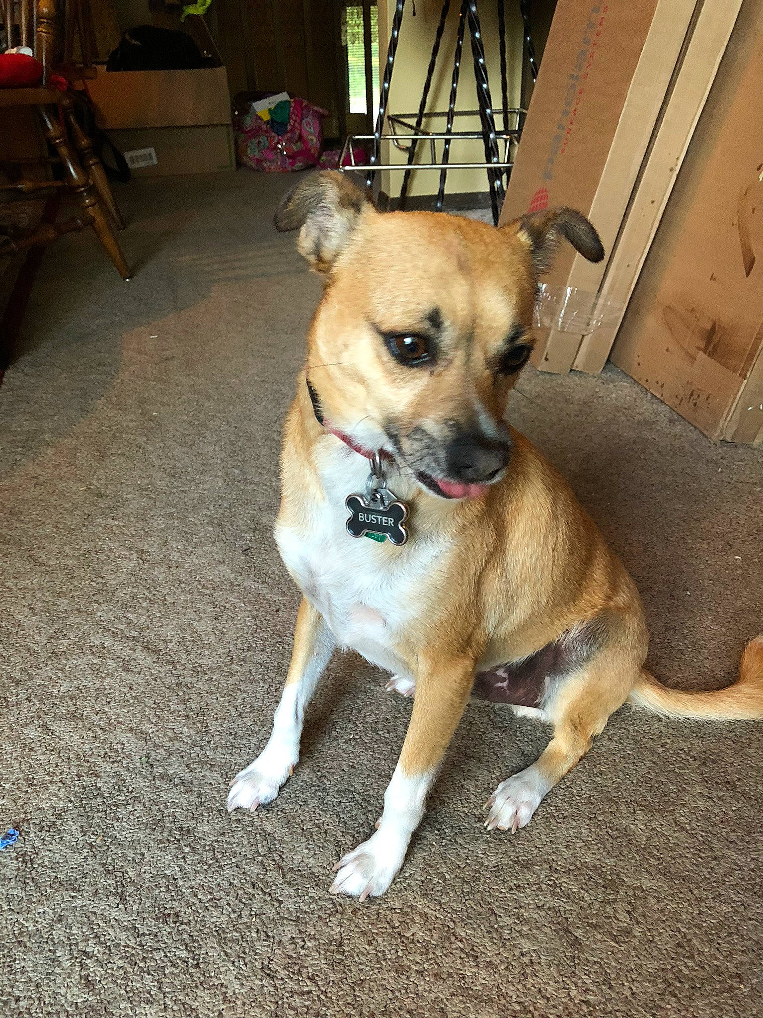 Buster is registered to the contest to win money with this photo: aspin, black_mouth_cur, canidae, carnivore, companion_dog, corgi_chihuahua, dog, dog_breed, fawn, feist, mammal, nose, paw, potcake_dog, rare_breed_dog, snout, sporting_group, street_dog, vertebrate, whiskers