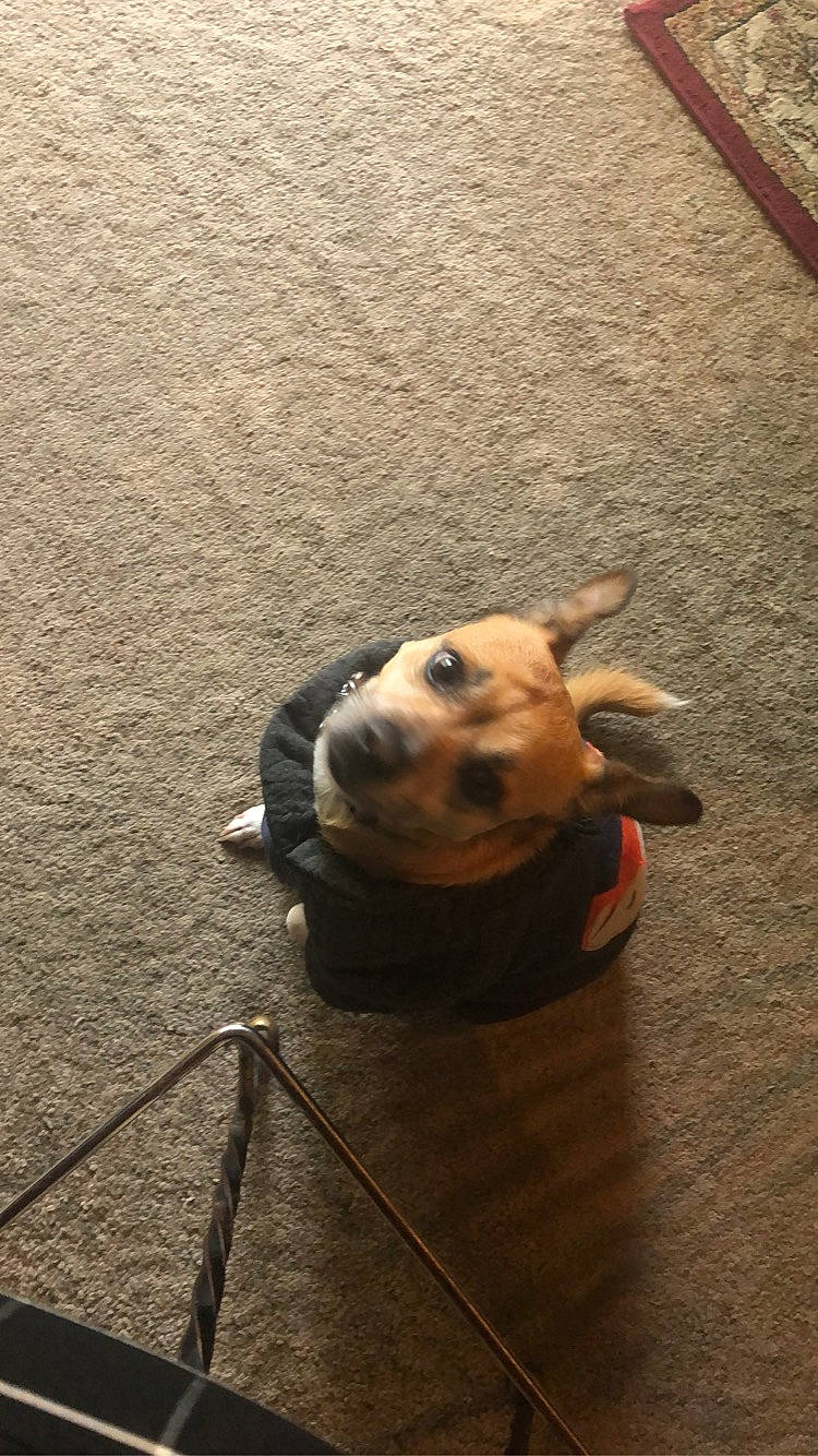 Buster is registered to the contest to win money with this photo: american_pit_bull_terrier, american_staffordshire_terrier, bull_terrier, canidae, carnivore, dog, dog_breed, fawn, non_sporting_group, nose, pit_bull, puppy, snout