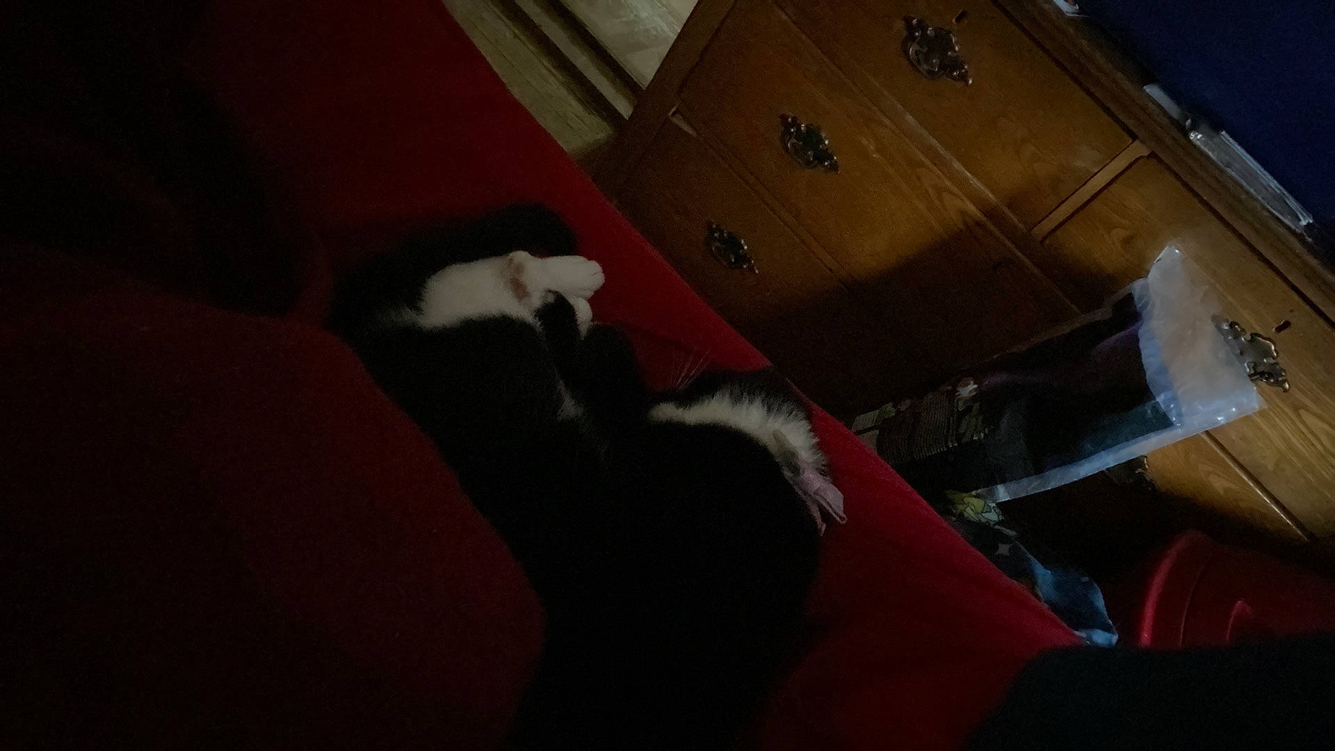 Babygirl is registered to the contest to win money with this photo: brown, carmine, cat, comfort, companion_dog, dog_breed, domestic_short_haired_cat, felidae, flooring, fur, hardwood, human_leg, plywood, room, small_to_medium_sized_cats, tail, tints_and_shades, whiskers, wood, wood_stain
