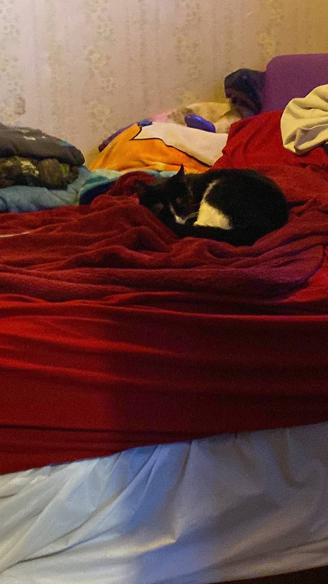 Babygirl is registered to the contest to win money with this photo: bed, bed_sheet, bedding, bedroom, blanket, carmine, cat, comfort, felidae, flooring, fur, hardwood, linens, magenta, orange, pattern, room, small_to_medium_sized_cats, tints_and_shades, wood
