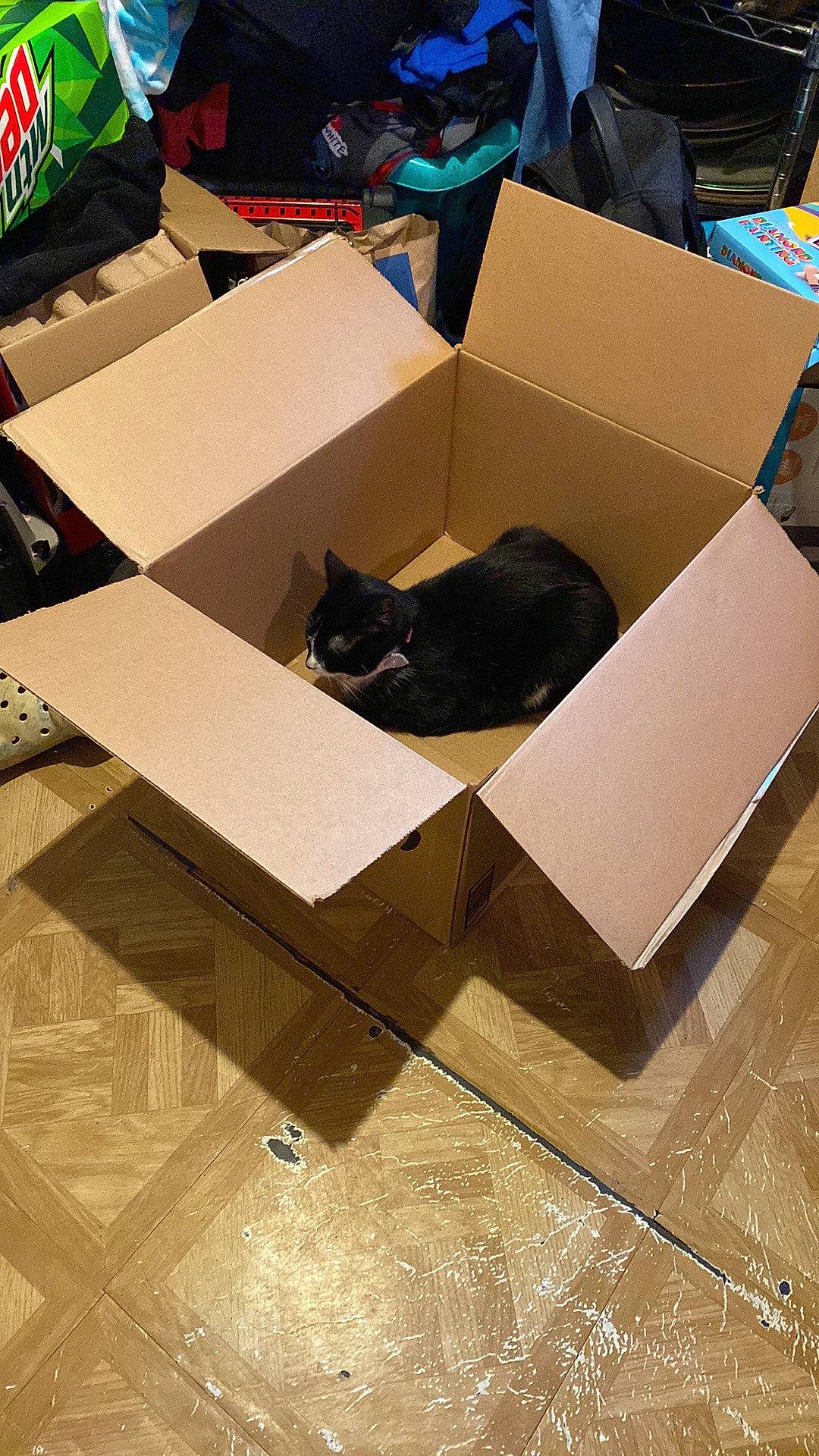 Babygirl is registered to the contest to win money with this photo: automotive_design, box, brown, cardboard, carnivore, carton, cat, felidae, flooring, hardwood, packaging_and_labeling, packing_materials, paper, paper_product, plywood, rectangle, shipping_box, small_to_medium_sized_cats, whiskers, wood