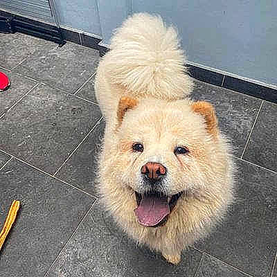 Layka participe au concours pour gagner de l'argent avec cette photo : ancient_dog_breeds, canidae, carnivore, chow_chow, companion_dog, dog, dog_breed, mammal, non_sporting_group, nose, puppy, rare_breed_dog, skin, sporting_group