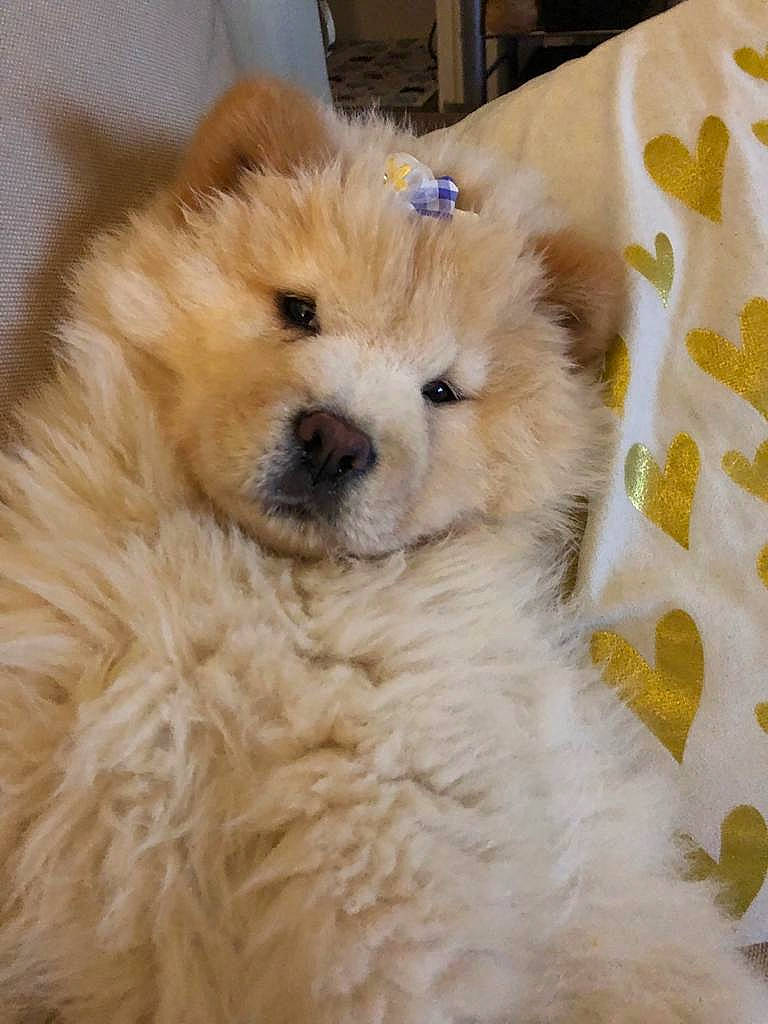 Layka participe au concours pour gagner de l'argent avec cette photo : ancient_dog_breeds, canidae, carnivore, chow_chow, companion_dog, dog, dog_breed, fawn, german_spitz, mammal, non_sporting_group, nose, pomeranian, puppy, rare_breed_dog, snout, spitz, sporting_group, vertebrate, volpino_italiano