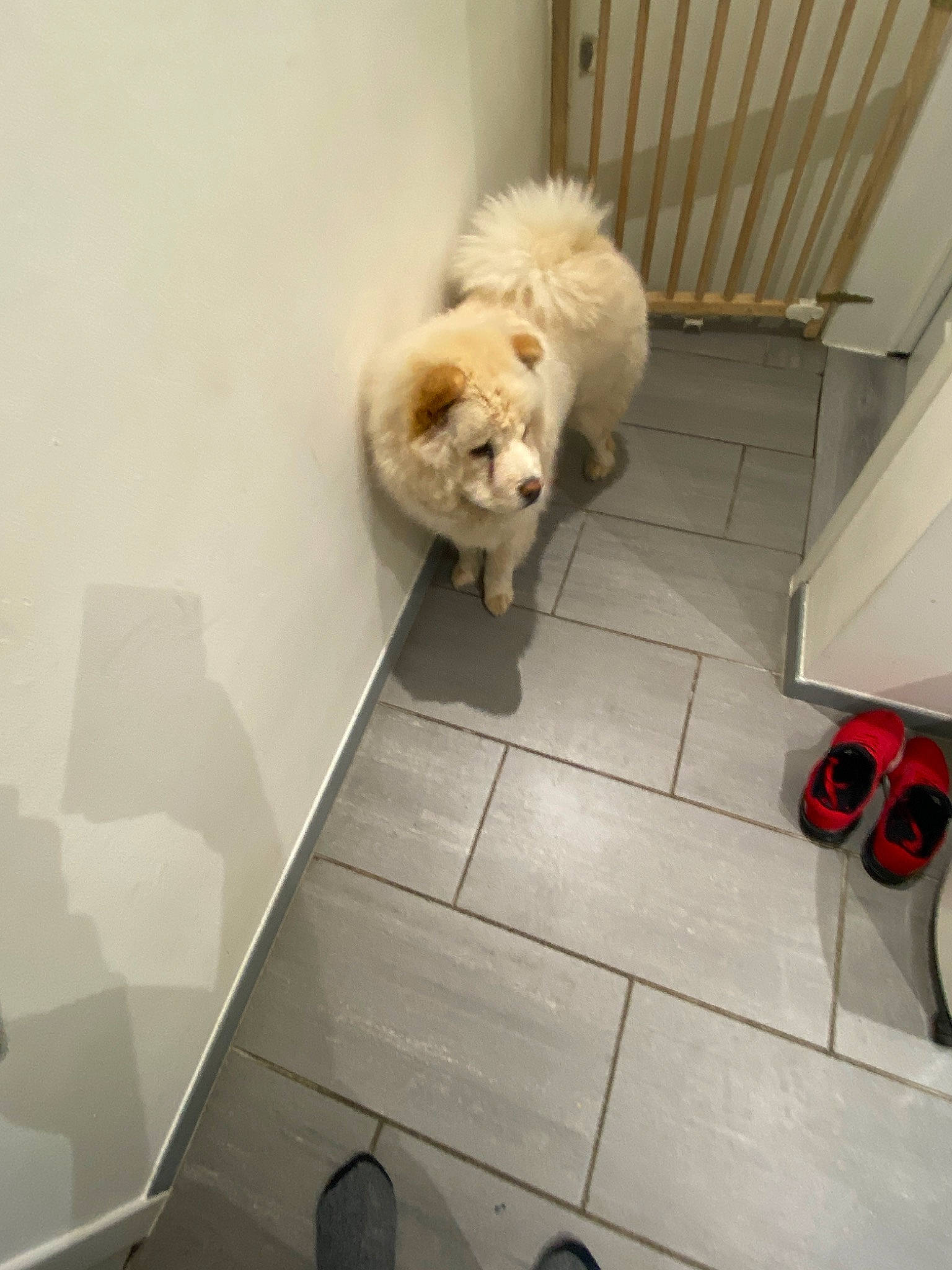 Layka a rejoint le concours — aidez-le/la à gagner de superbes lots ! canidae, carnivore, cavachon, cockapoo, companion_dog, dog, dog_breed, fawn, floor, flooring, havanese, lhasa_apso, maltese, non_sporting_group, pekingese, puppy, shih_tzu, sporting_group, tile, toy_dog