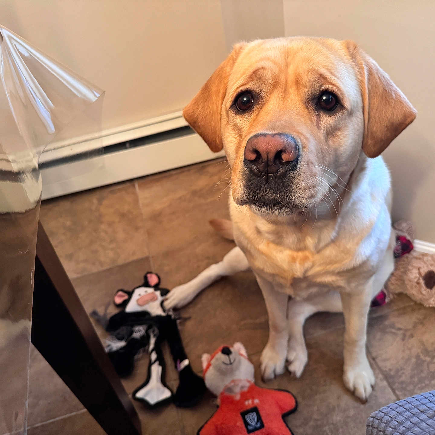 Willow joined the competition — help win amazing prizes! animal_toy, beige_wall, companion, cute, dog, domestic_animal, floor, heating_vent, indoor, labrador, looking_up, paw, pet, plush_toy, reflection, sitting, stuffed_animal, table, tile_floor, yellow_labrador