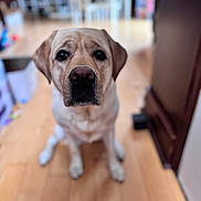 Willow is registered to the contest to win money with this photo: animal, blurred_background, brown, canine, companion, cute, dog, domestic, ears, face, fur, indoor, labrador_retriever, looking, mammal, nose, pet, portrait, sitting, wooden_floor
