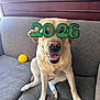 Willow joined the competition — help win amazing prizes! 2026, animal, canine, celebration, couch, cozy, dog, funny_glasses, glasses, happy, household, indoor, labrador, pet, portrait, sitting, smiling, toy, yellow_ball, yellow_dog