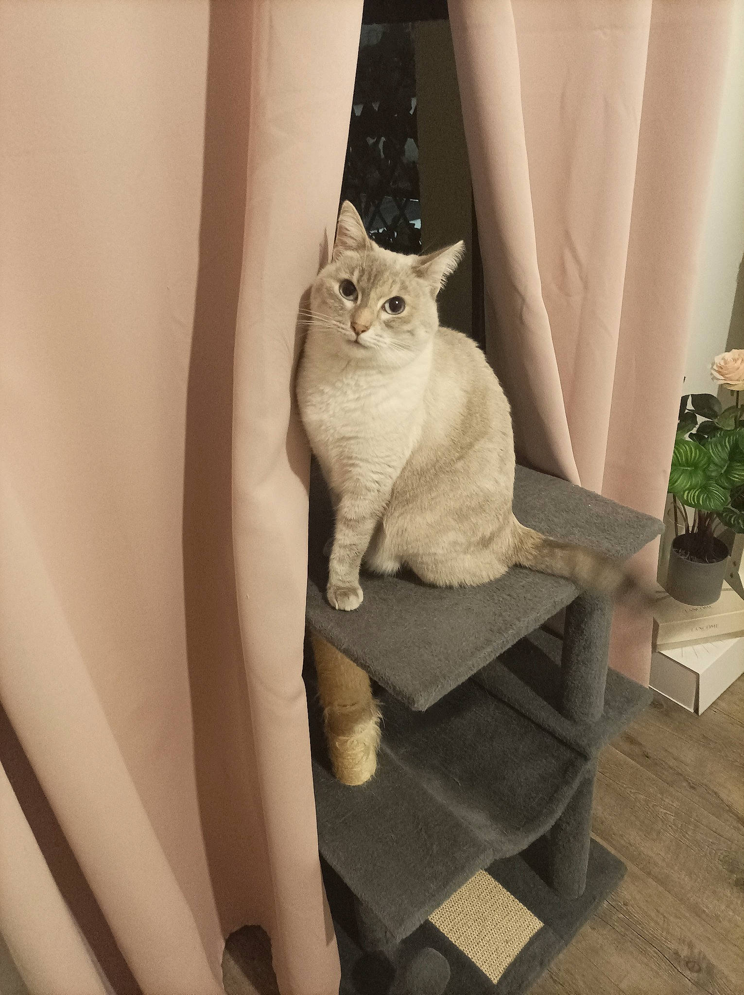 Pagaille participe au concours pour gagner de l'argent avec cette photo : carnivore, cat, cat_supply, comfort, curtain, domestic_short_haired_cat, fawn, felidae, flooring, flowerpot, fur, grey, houseplant, plant, small_to_medium_sized_cats, snout, tail, whiskers, window, wood