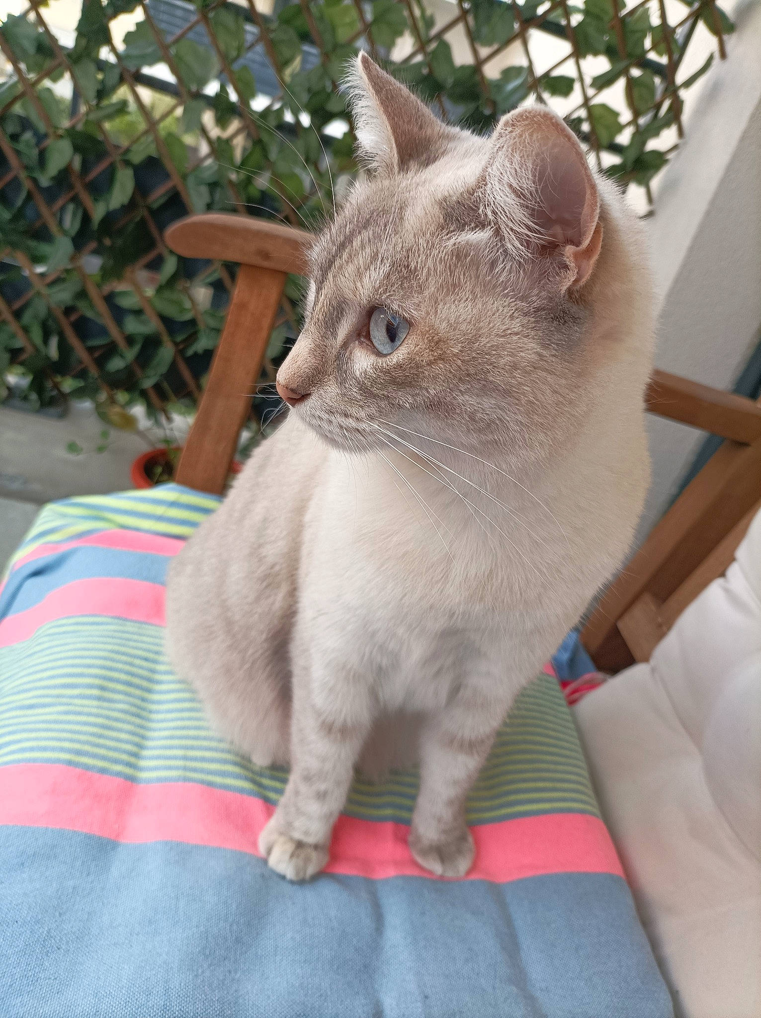 Pagaille a rejoint le concours — aidez-le/la à gagner de superbes lots ! birman, carnivore, cat, comfort, domestic_short_haired_cat, fawn, felidae, flowerpot, fur, houseplant, plant, sitting, small_to_medium_sized_cats, tail, thai, tonkinese, whiskers