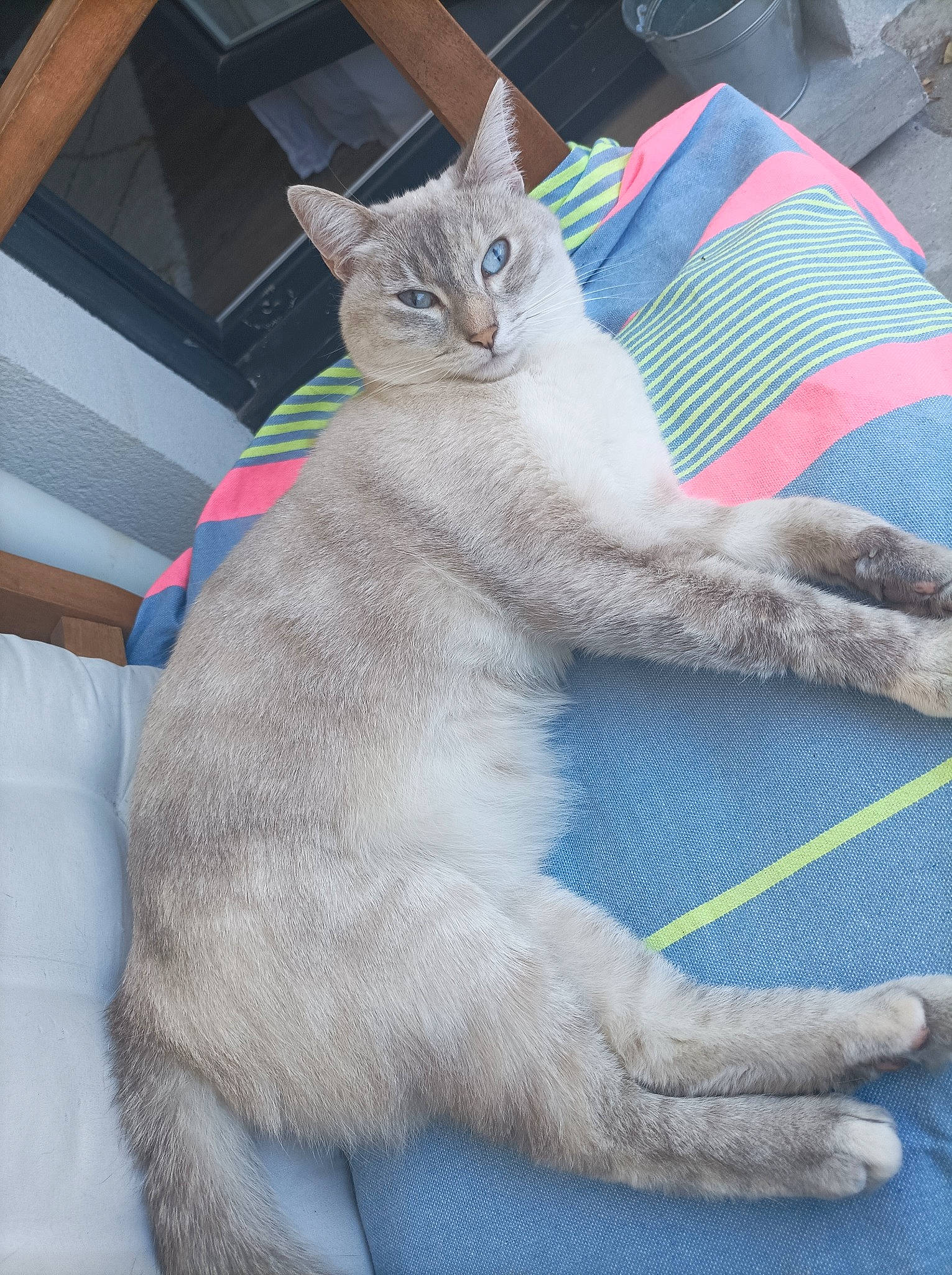 Pagaille a rejoint le concours — aidez-le/la à gagner de superbes lots ! carnivore, cat, claw, comfort, domestic_short_haired_cat, fawn, felidae, fur, grey, mammal, paw, sitting, small_to_medium_sized_cats, snout, tail, vertebrate, whiskers