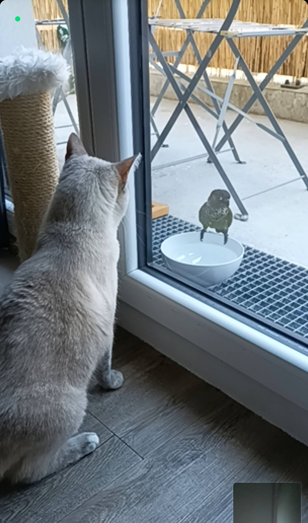 Pagaille a rejoint le concours — aidez-le/la à gagner de superbes lots ! carnivore, cat, comfort, domestic_short_haired_cat, felidae, fence, flooring, fur, glass, grey, house, human_leg, mesh, plant, room, small_to_medium_sized_cats, tail, whiskers, window, wood