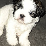 Ted joined the competition — help win amazing prizes! puppy, dog, pet, animal, fluffy, white, black, carpet, cute, small, young, indoor, fur, mammal, paw, sitting, face, nose, closeup, adorable