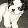 puppy, dog, pet, animal, fluffy, white, black, carpet, cute, small, young, indoor, fur, mammal, paw, sitting, face, nose, closeup, adorable
