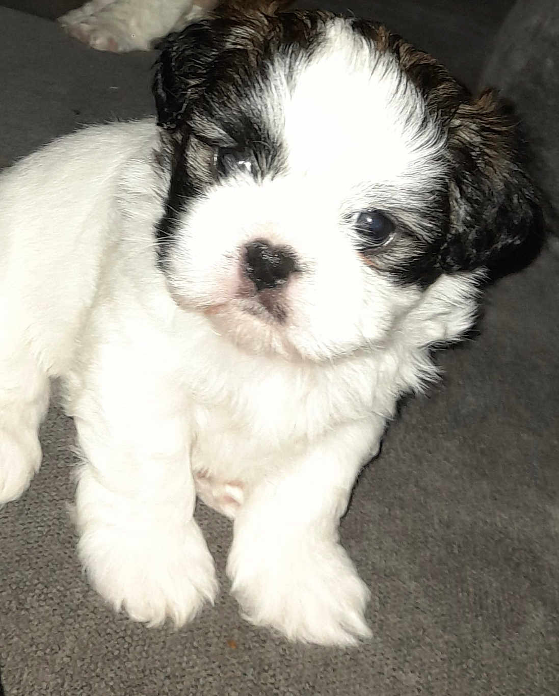 Ted