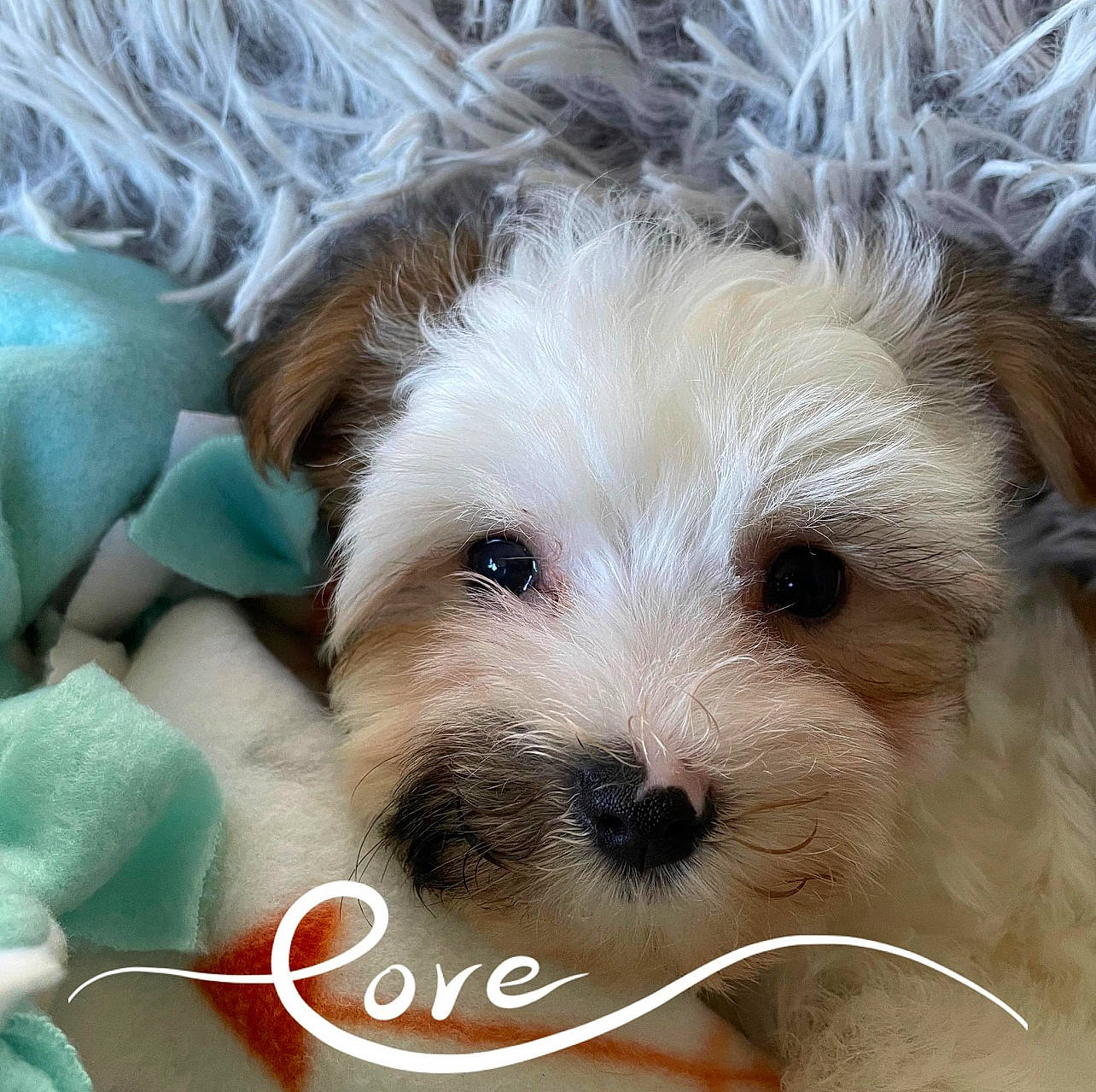 Bella is registered to the contest to win money with this photo: canidae, carnivore, companion_dog, dog, dog_breed, font, fur, maltepoo, non_sporting_group, paw, photography, puppy_love, small_terrier, snout, sporting_group, terrestrial_animal, terrier, toy_dog, working_animal