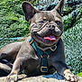 dog, french_bulldog, pet, outdoor, tongue_out, harness, leash, rock, moss, wrinkled_face, ears, paws, close_up, portrait, smiling, sunlight, texture, nature, happy, gray_coat