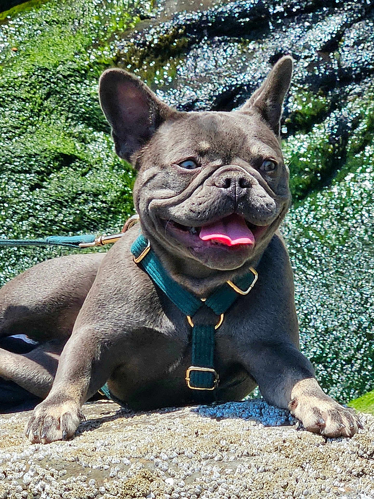 Lou Lou is registered to the contest to win money with this photo: dog, french_bulldog, pet, outdoor, tongue_out, harness, leash, rock, moss, wrinkled_face, ears, paws, close_up, portrait, smiling, sunlight, texture, nature, happy, gray_coat