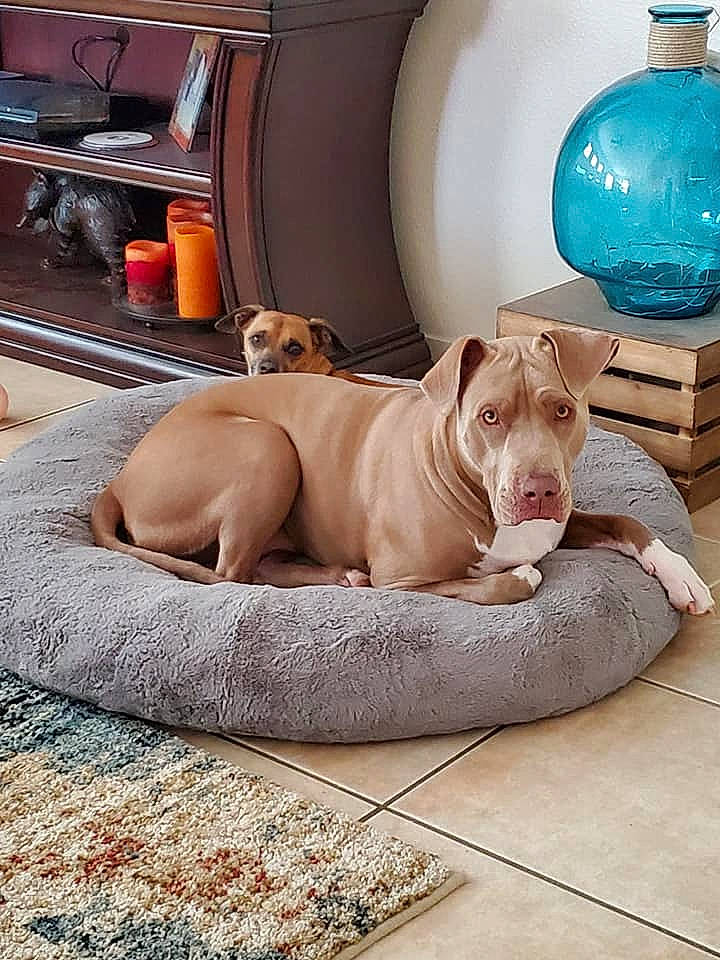 Moon joined the competition — help win amazing prizes! art, blue, canidae, carnivore, comfort, companion_dog, dishware, dog, dog_breed, dog_collar, dog_supply, fawn, flooring, gas, liver, pet_supply, room, snout, sporting_group, working_animal