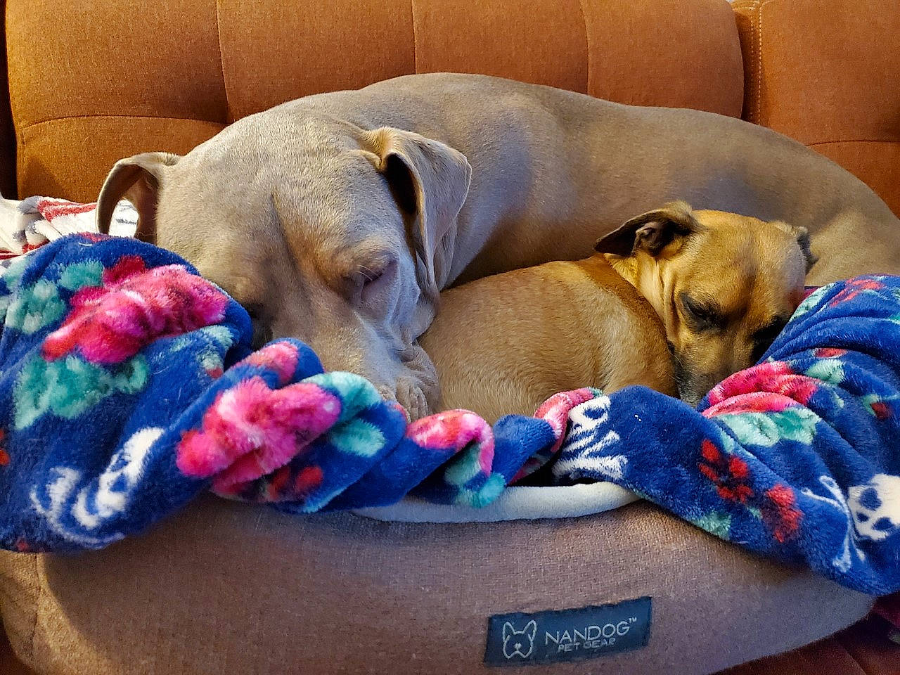 Moon is registered to the contest to win money with this photo: bedtime, canidae, carnivore, comfort, companion_dog, dog, dog_bed, dog_breed, dog_supply, fawn, guard_dog, linens, liver, nap, pet_supply, sleep, snout, sporting_group, working_animal