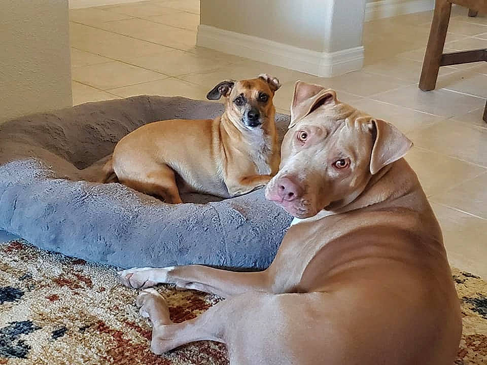 Moon is registered to the contest to win money with this photo: canidae, carnivore, collar, comfort, companion_dog, couch, dog, dog_breed, dog_supply, fawn, flooring, hardwood, liver, non_sporting_group, pet_supply, snout, sporting_group, working_animal, working_dog, wrinkle