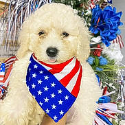 Marlo is registered to the contest to win money with this photo: puppy, dog, bandana, american_flag, patriotic, fluffy, curly_fur, cute, hand, holding, flowers, ribbons, blue_flowers, red_white_blue, celebration, decorations, indoor, portrait, animal, adorable