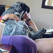 Cookie is registered to the contest to win money with this photo: dog, person, purple_chair, indoor, relaxing, couch, hand, bracelet, window, drink_cup, table, papers, casual, furniture, pet, comfort, lounging, black_and_gray, legs, affection