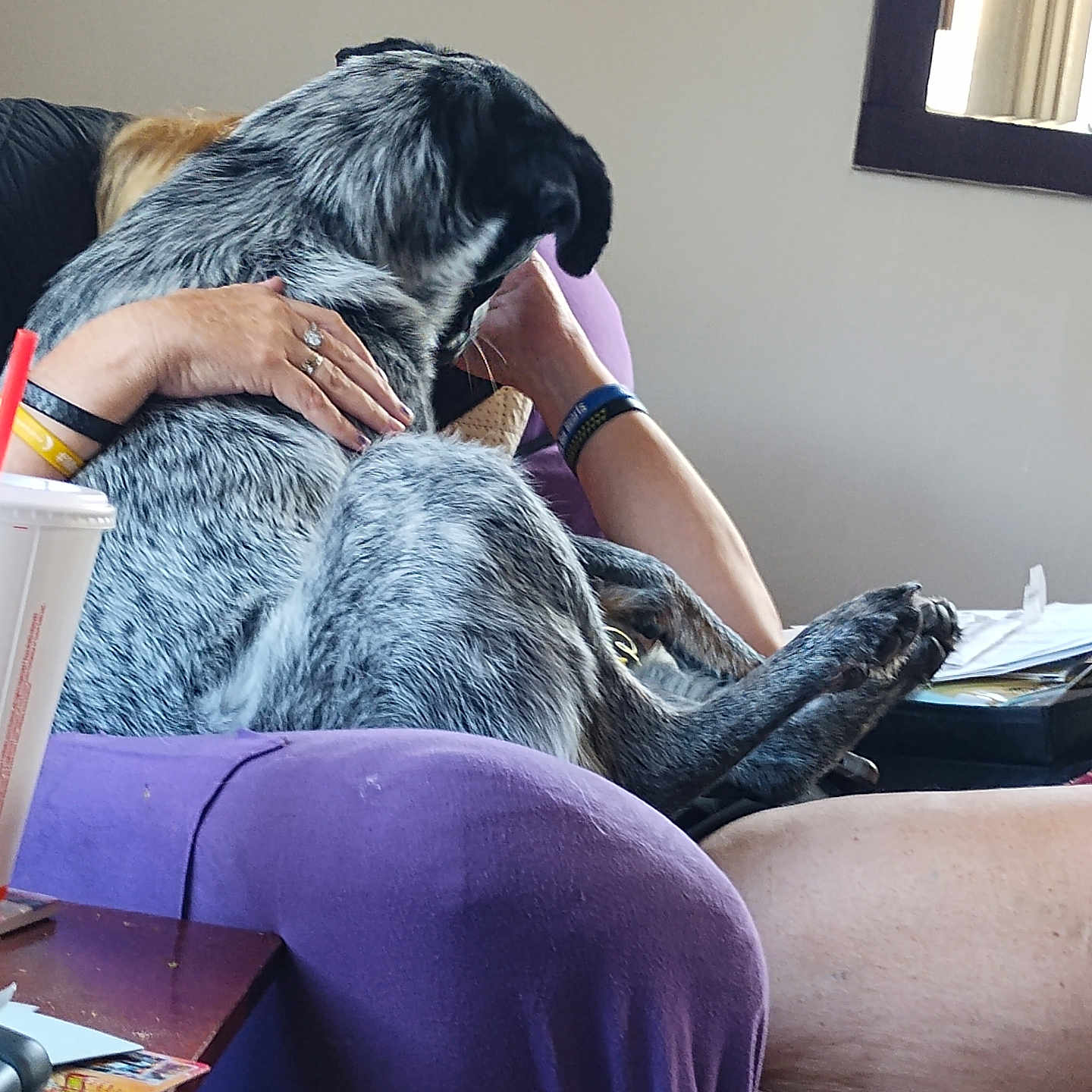 Cookie is registered to the contest to win money with this photo: affection, black_and_gray, bracelet, casual, comfort, couch, dog, drink_cup, furniture, hand, indoor, legs, lounging, papers, person, pet, purple_chair, relaxing, table, window