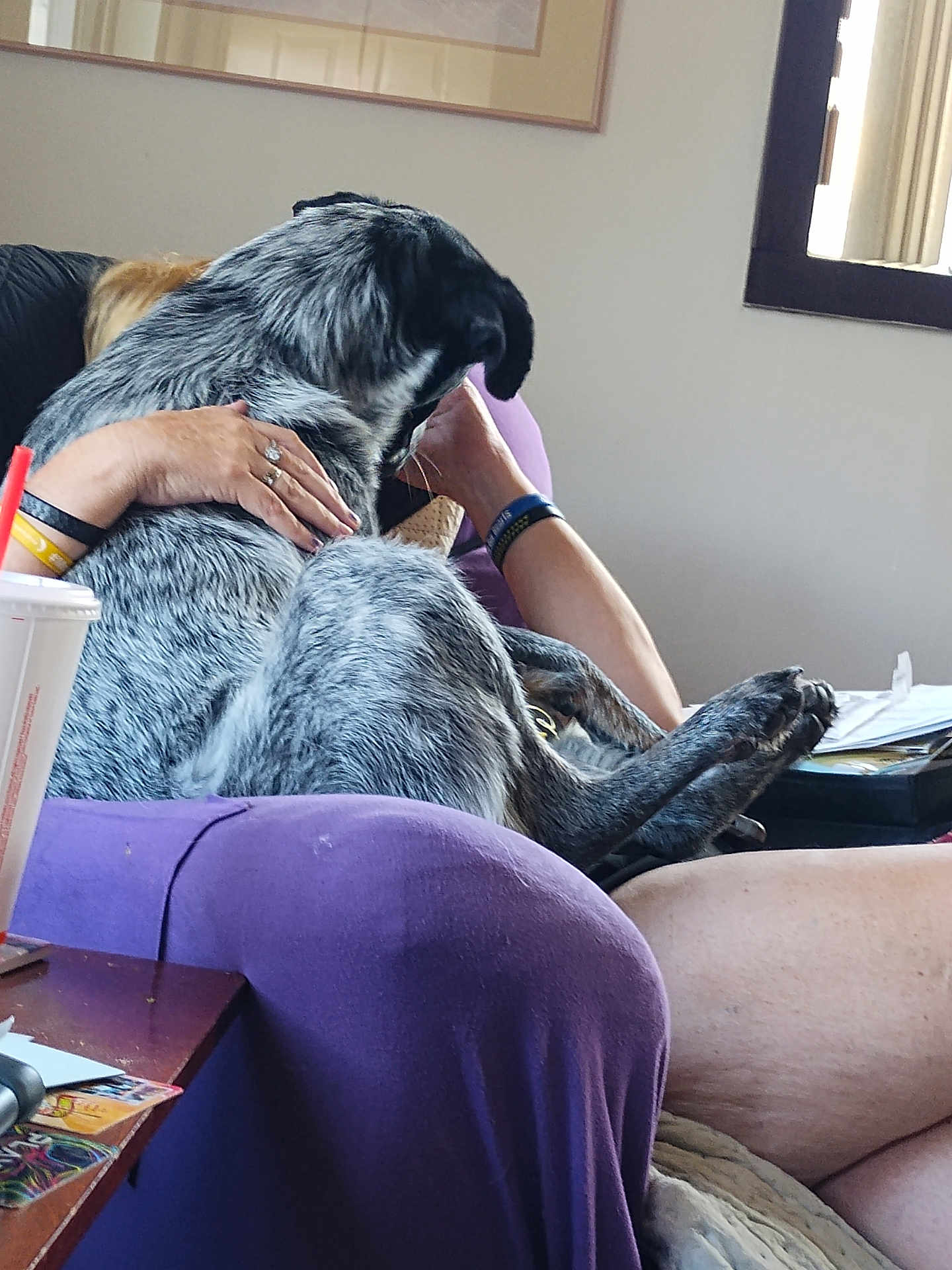 Cookie is registered to the contest to win money with this photo: dog, person, purple_chair, indoor, relaxing, couch, hand, bracelet, window, drink_cup, table, papers, casual, furniture, pet, comfort, lounging, black_and_gray, legs, affection
