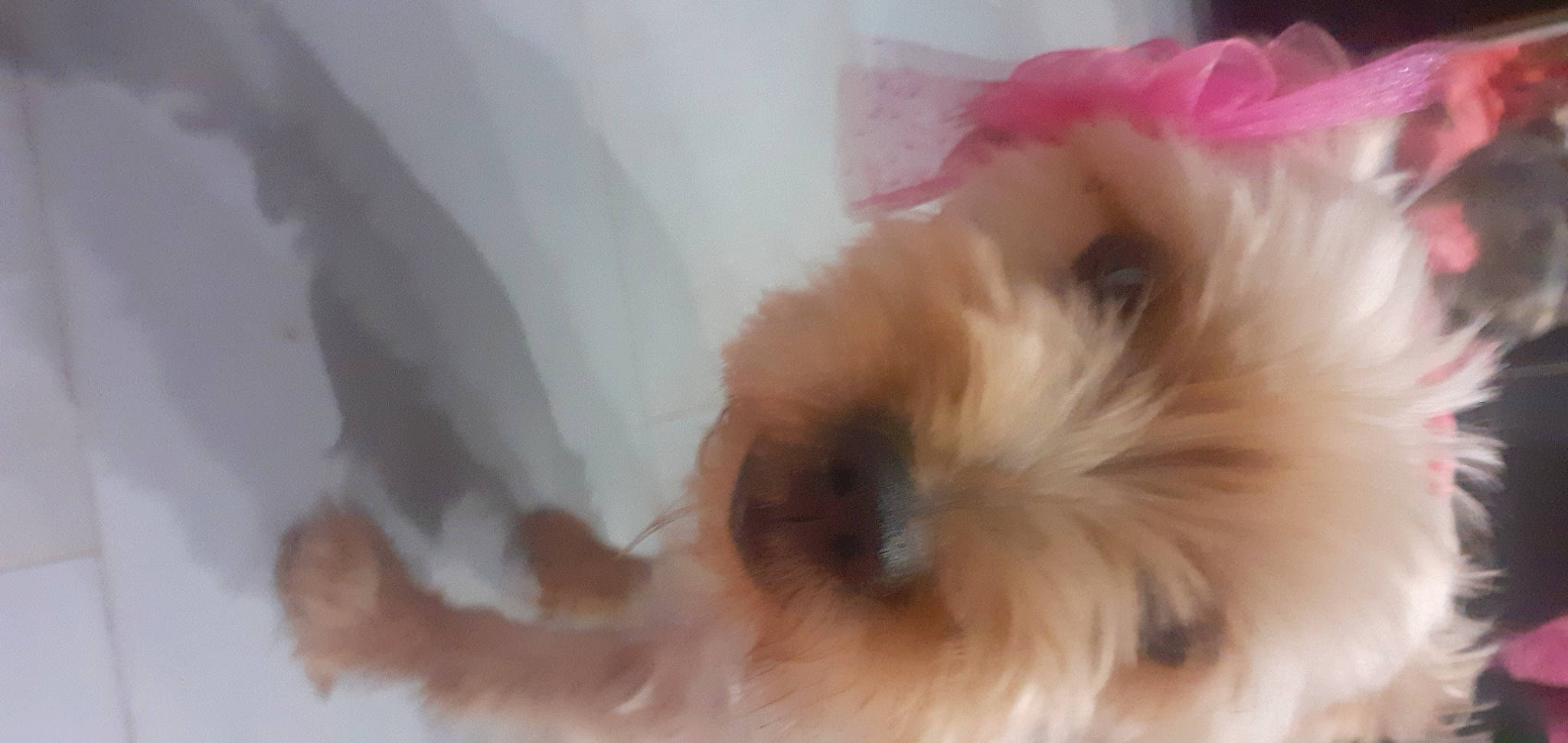 Oky a rejoint le concours — aidez-le/la à gagner de superbes lots ! canidae, carnivore, companion_dog, dog, dog_breed, fawn, fur, liver, maltepoo, non_sporting_group, shih_tzu, small_terrier, snout, sporting_group, terrier, toy_dog, whiskers, working_animal