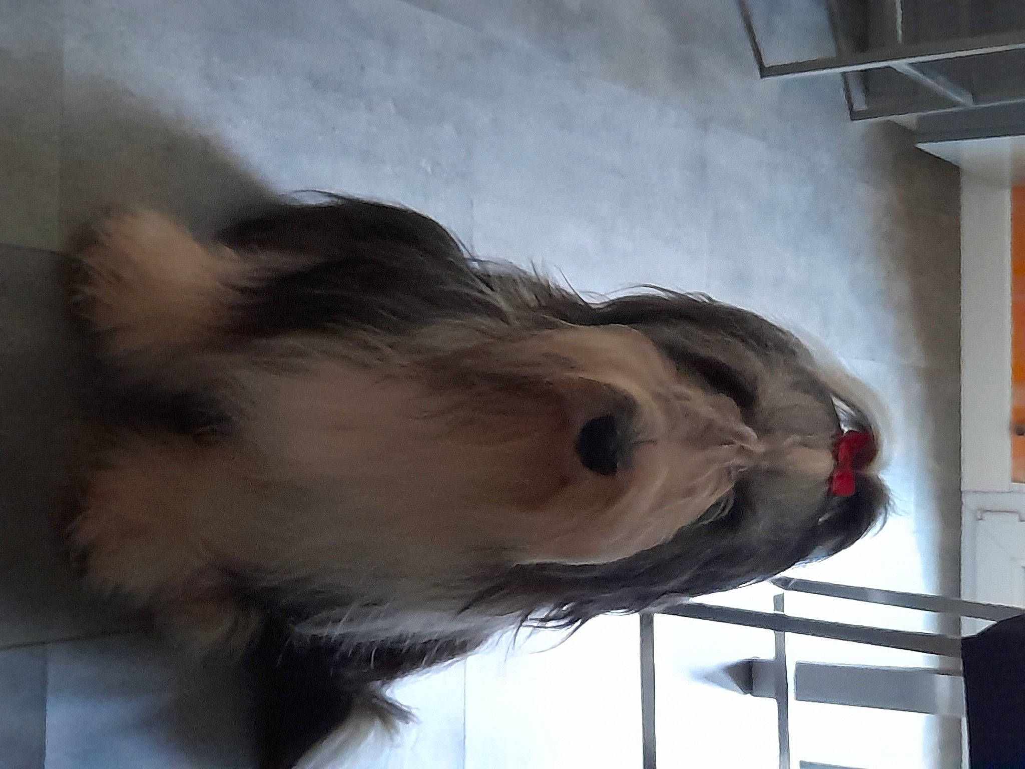 Nina participe au concours pour gagner de l'argent avec cette photo : canidae, carnivore, companion_dog, dog, dog_breed, ear, fawn, felidae, fur, liver, snout, sporting_group, tail, whiskers, wing, working_animal