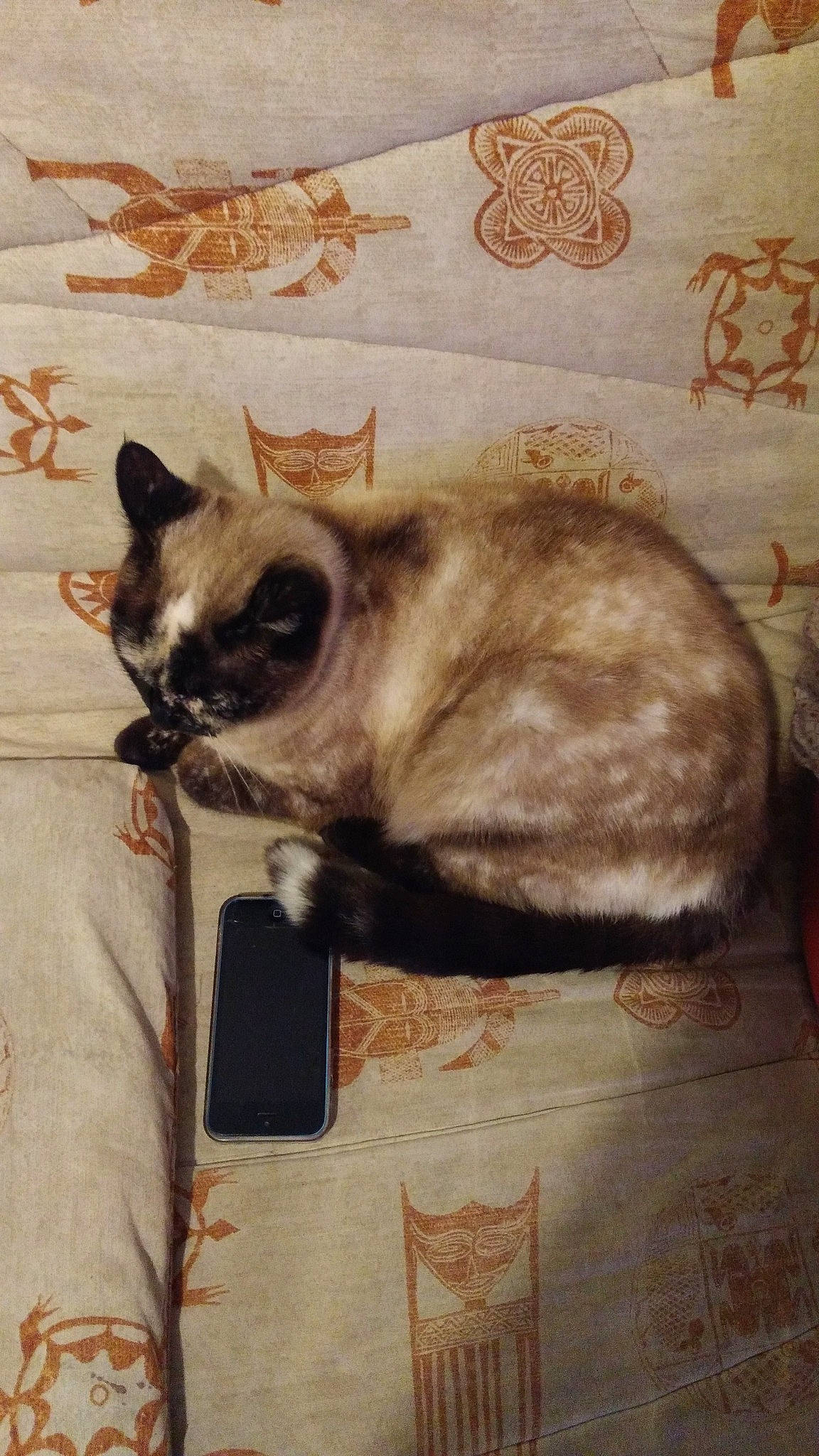 Gladys a rejoint le concours — aidez-le/la à gagner de superbes lots ! asian, balinese, birman, carnivore, cat, domestic_short_haired_cat, fawn, felidae, himalayan, siamese, small_to_medium_sized_cats, snout, snowshoe, tail, thai, tonkinese, whiskers