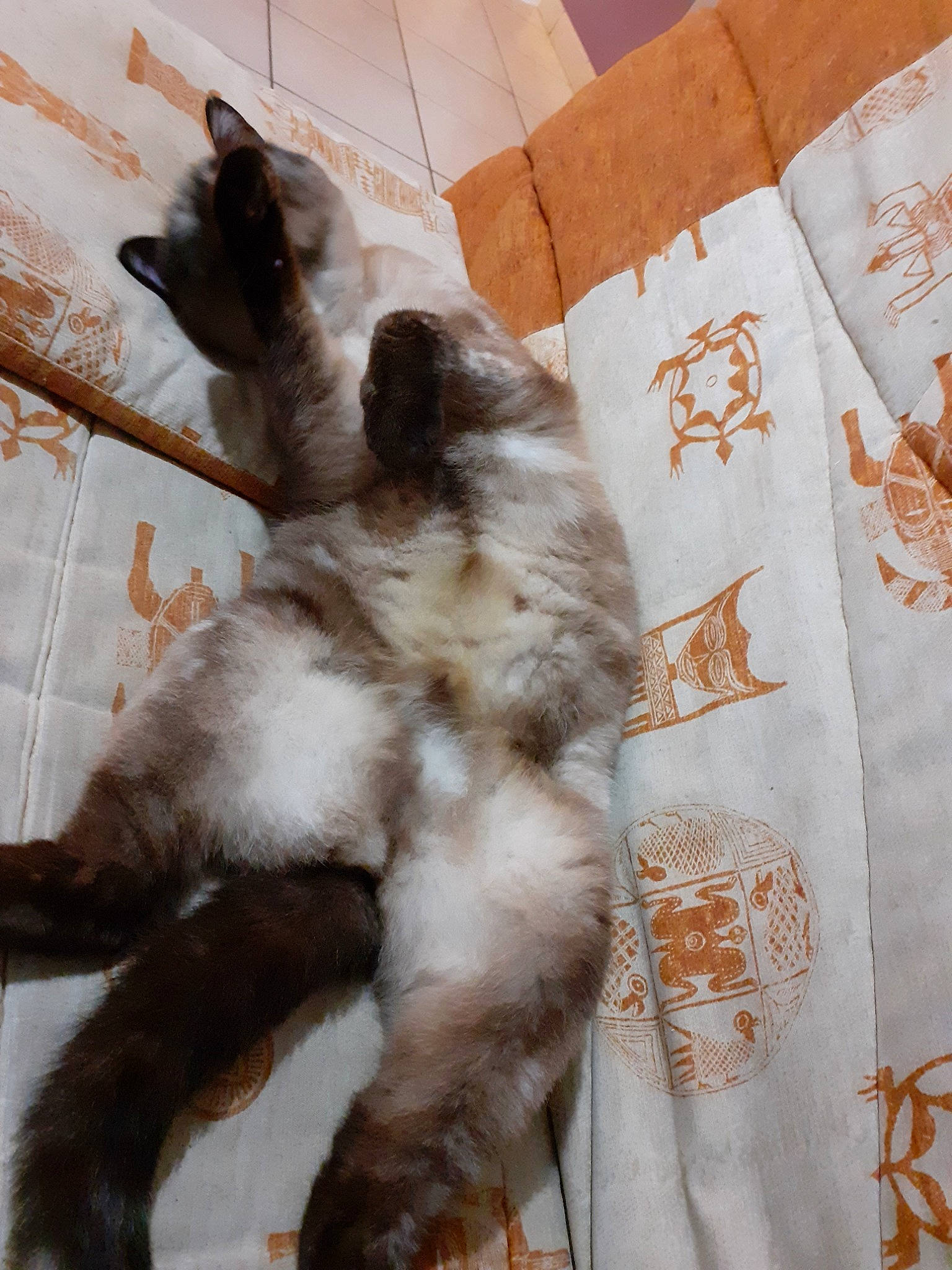 Gladys a rejoint le concours — aidez-le/la à gagner de superbes lots ! carnivore, cat, claw, felidae, fur, paw, small_to_medium_sized_cats, tail