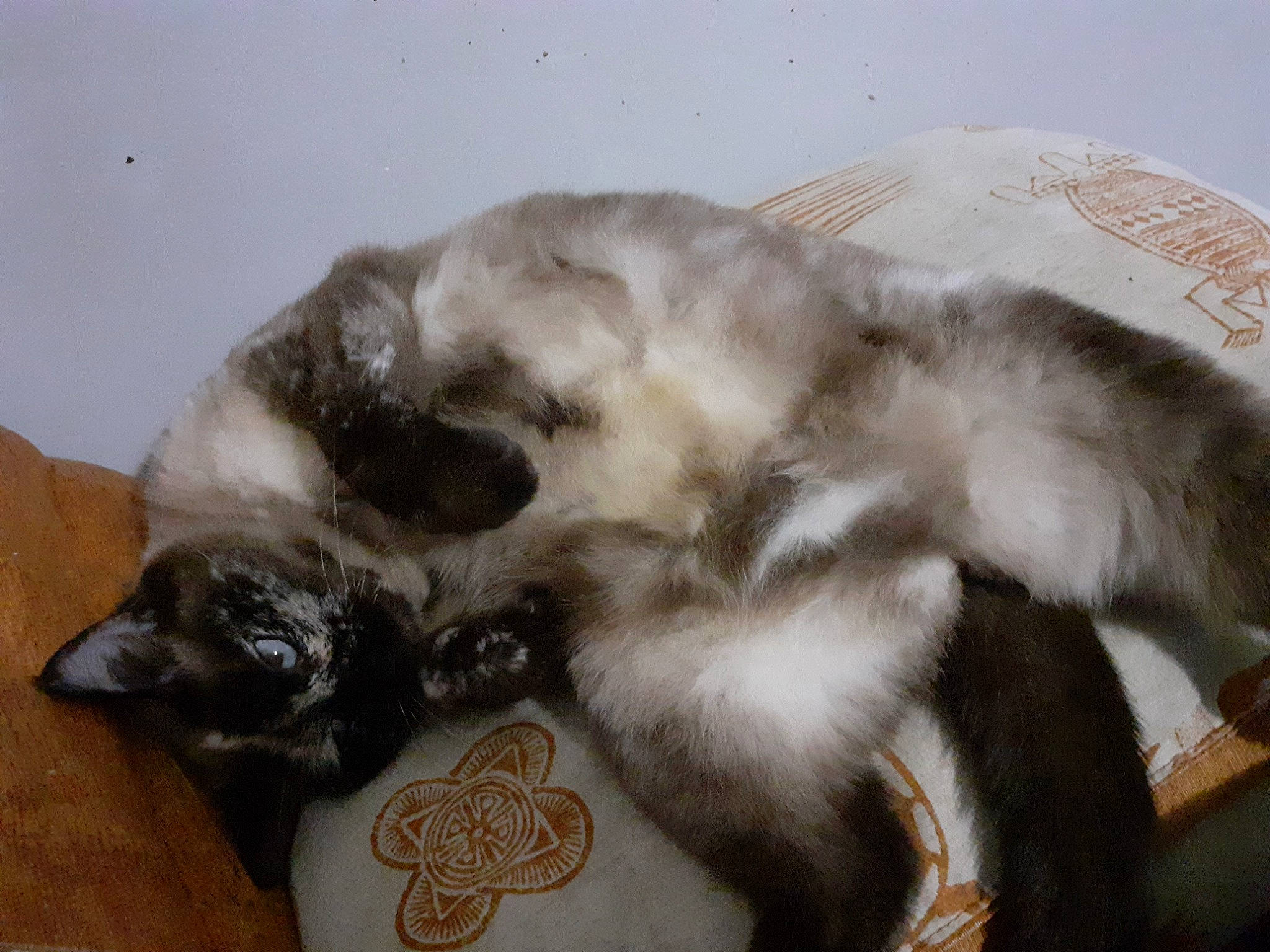 Gladys participe au concours pour gagner de l'argent avec cette photo : balinese, birman, carnivore, cat, dog_breed, fawn, felidae, fur, paw, small_to_medium_sized_cats