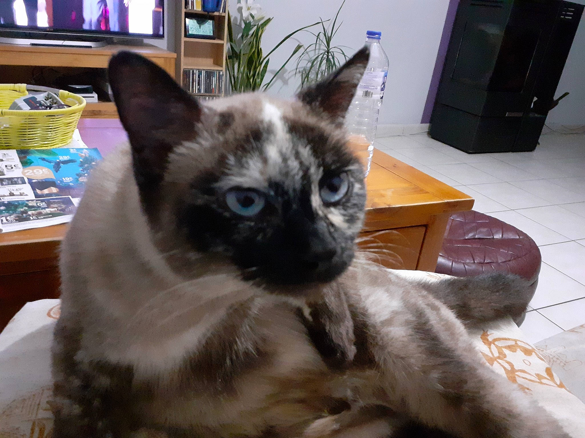 Gladys a rejoint le concours — aidez-le/la à gagner de superbes lots ! asian, balinese, birman, burmese, carnivore, cat, colorpoint_shorthair, eye, felidae, himalayan, javanese, mammal, ojos_azules, siamese, small_to_medium_sized_cats, snout, thai, tonkinese, vertebrate, whiskers