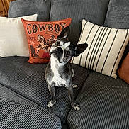 Stella is registered to the contest to win money with this photo: dog, black_and_white, couch, pillows, decorative_pillows, corduroy, indoor, pet, curious, head_tilt, seated, cozy, living_room, home, furniture, animal, companion, cute, alert, domestic