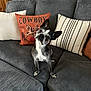 dog, black_and_white, couch, pillows, decorative_pillows, corduroy, indoor, pet, curious, head_tilt, seated, cozy, living_room, home, furniture, animal, companion, cute, alert, domestic