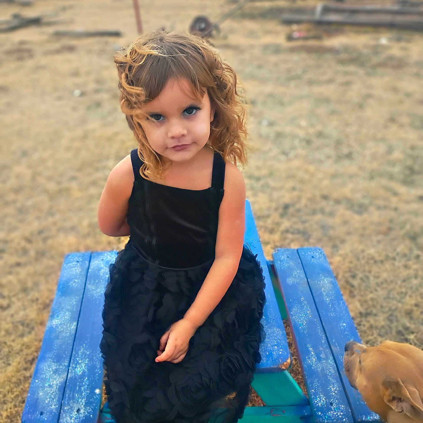 Lani joined the competition — help win amazing prizes! child, girl, curly_hair, black_dress, picnic_table, blue, dog, outdoor, grass, dry, fence, pet, animal, portrait, serious, sitting, daylight, nature, casual, looking_at_camera