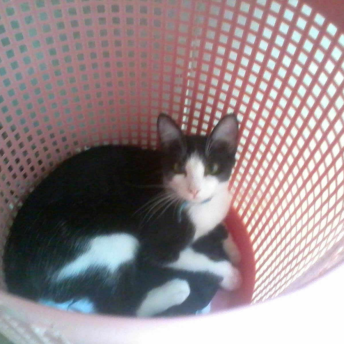 Mittens